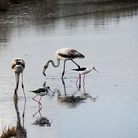 Casa 2 Mares Daire *